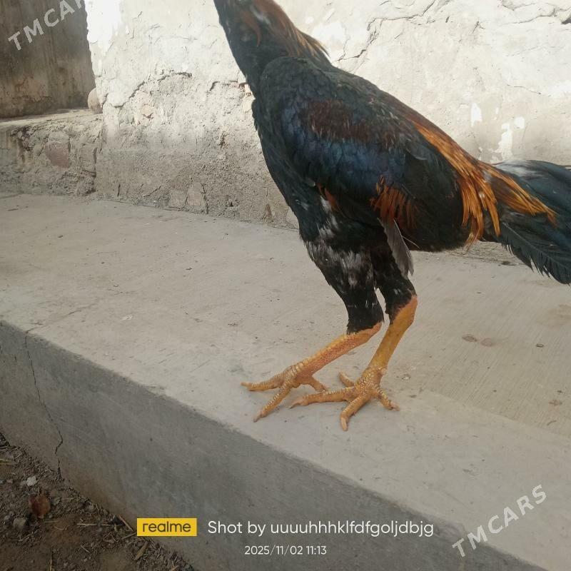 Horaz - Daşoguz - img 1