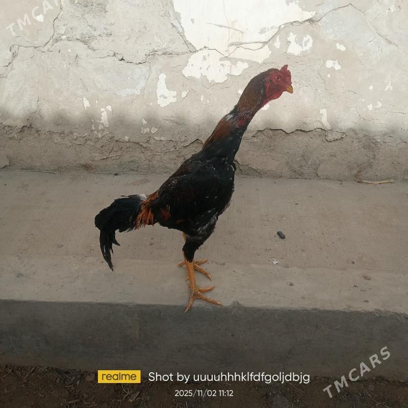 Horaz - Daşoguz - img 3