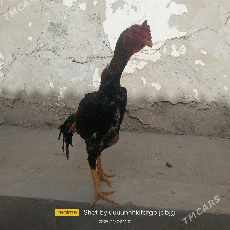 Horaz - Daşoguz - img 4