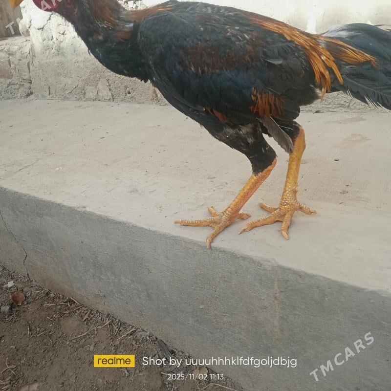 Horaz - Daşoguz - img 2