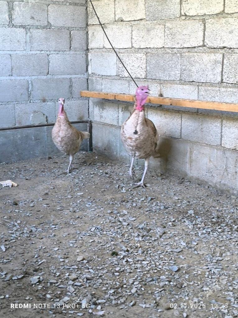 owgan induk - Bäherden - img 3