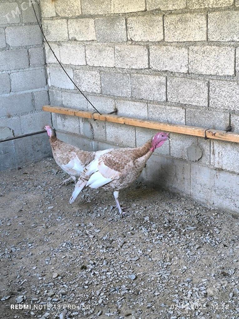 owgan induk - Bäherden - img 2