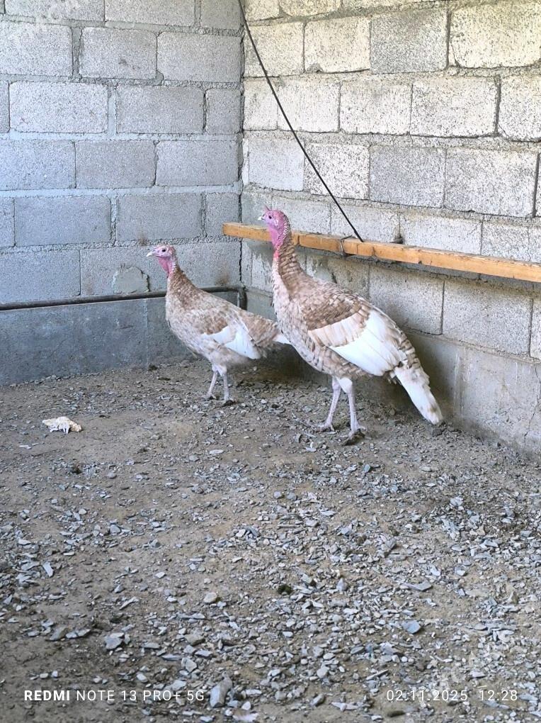 owgan induk - Bäherden - img 1