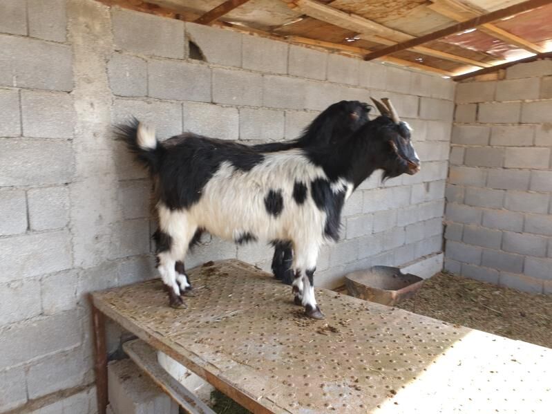 SEMIZ GEÇILER BAKYLAN - Херрикгала - img 2