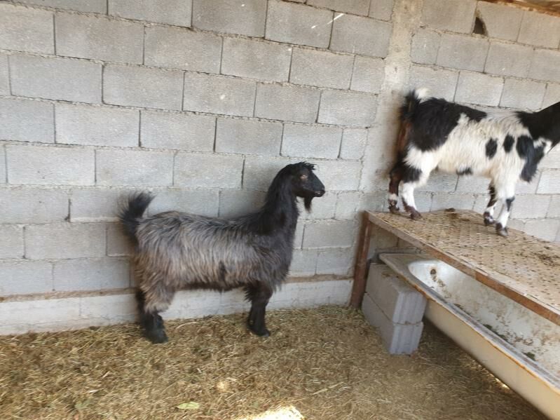 SEMIZ GEÇILER BAKYLAN - Херрикгала - img 3