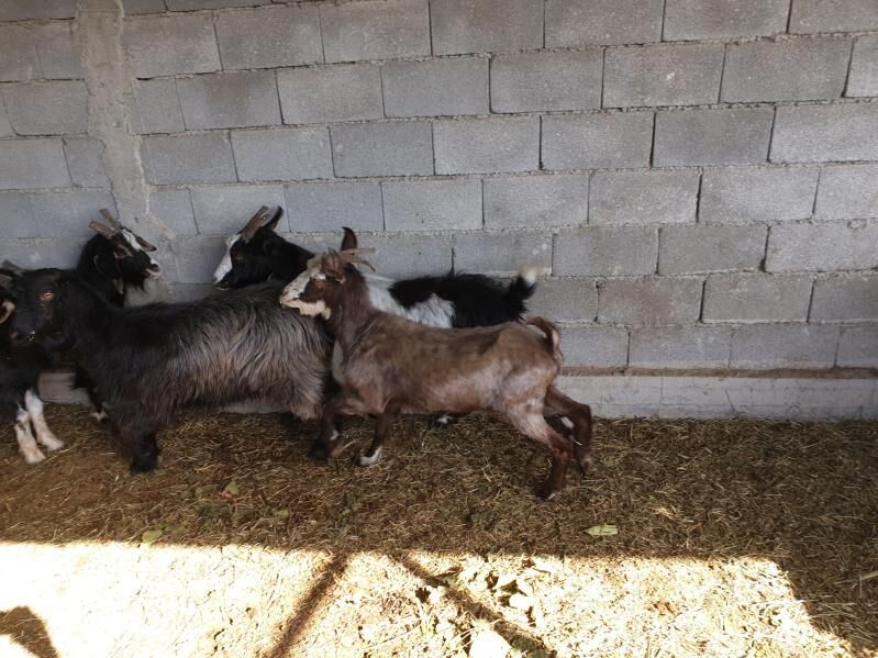 SEMIZ GEÇILER BAKYLAN - Херрикгала - img 5