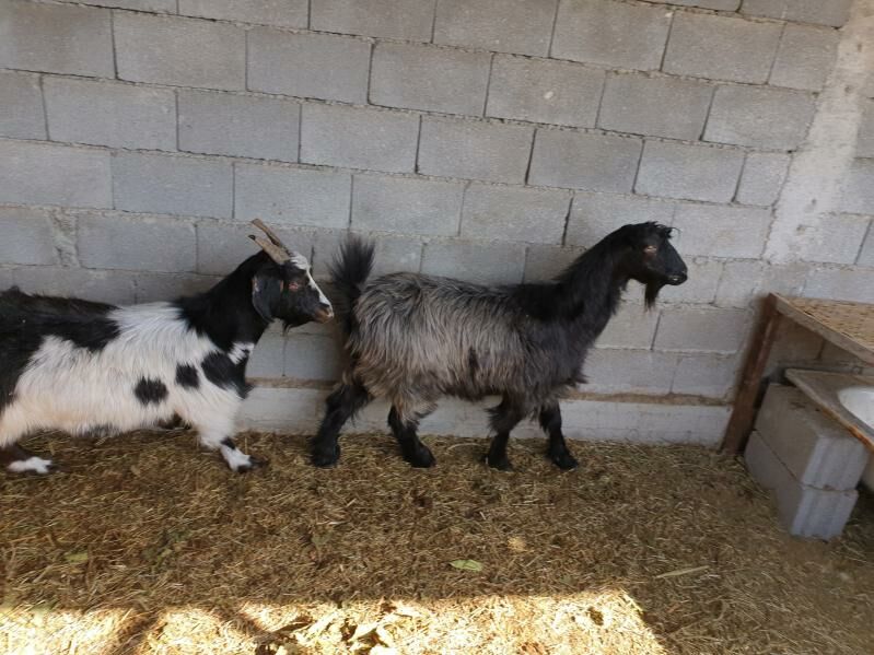 SEMIZ GEÇILER BAKYLAN - Херрикгала - img 4