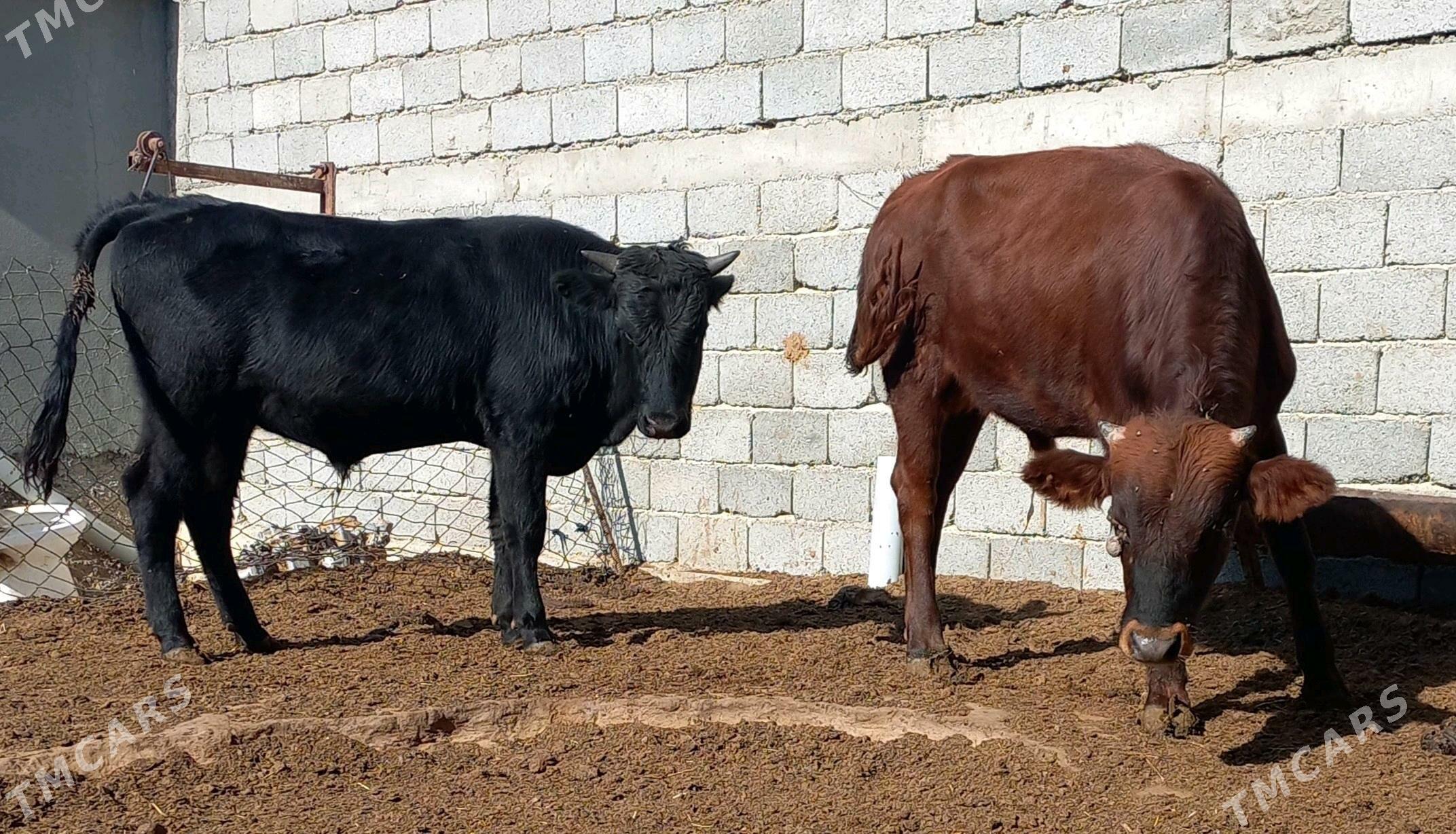 öküz - Яшлык - img 2