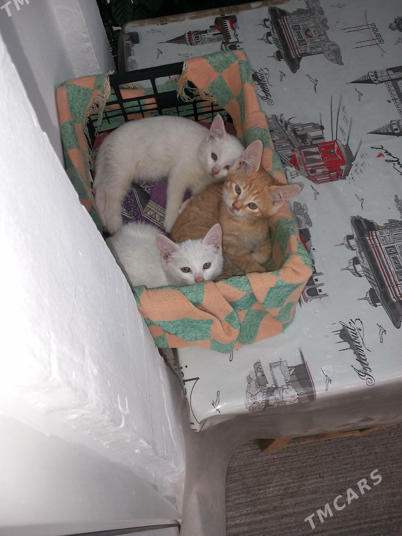 котята - Ашхабад - img 2