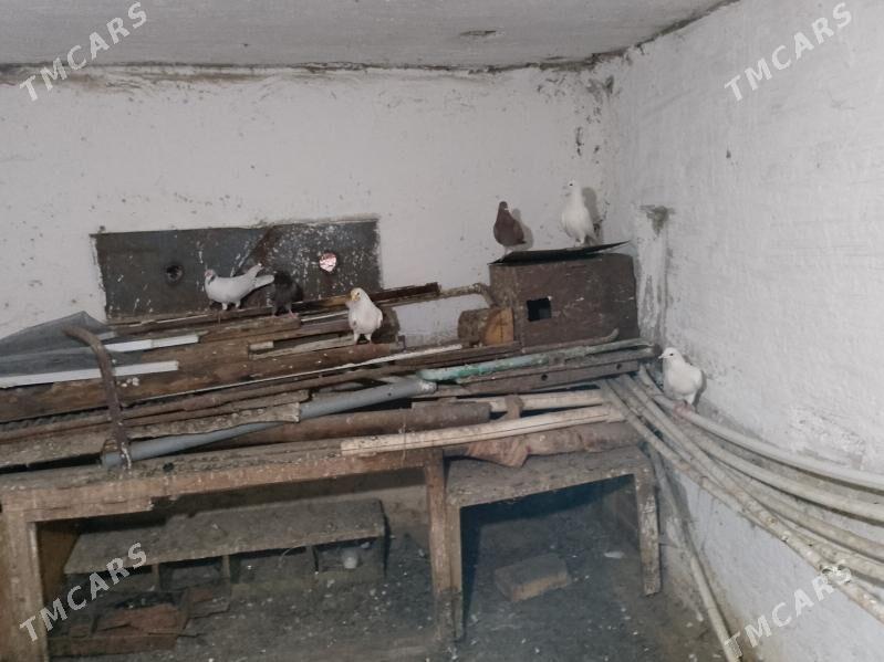 kederi - Балканабат - img 3