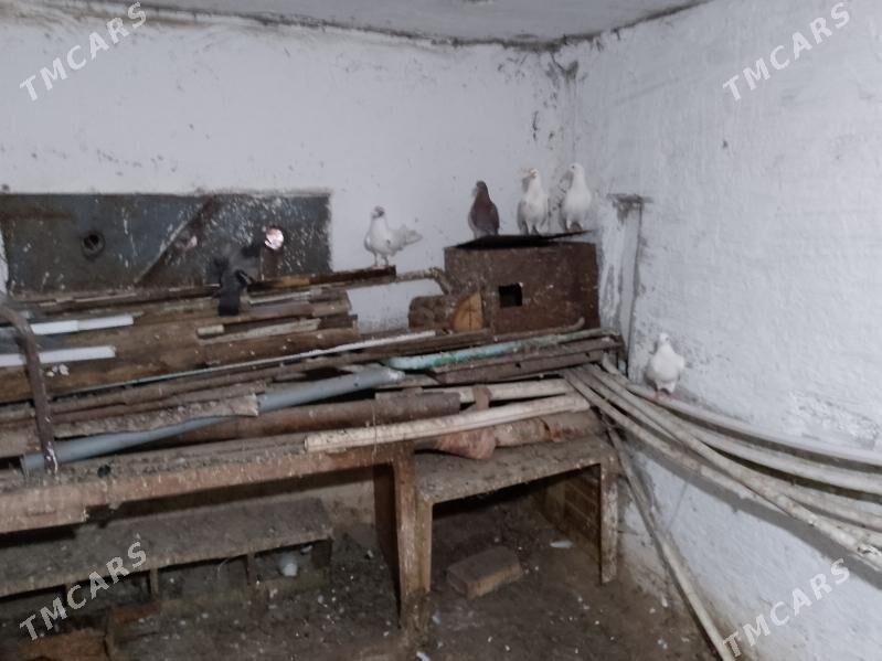 kederi - Балканабат - img 2