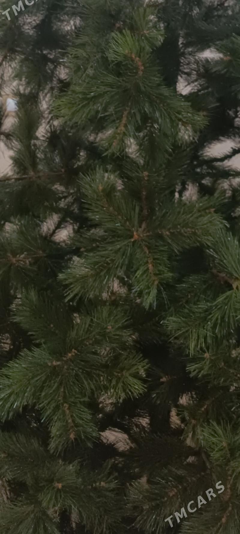 Ёлка - Ашхабад - img 2