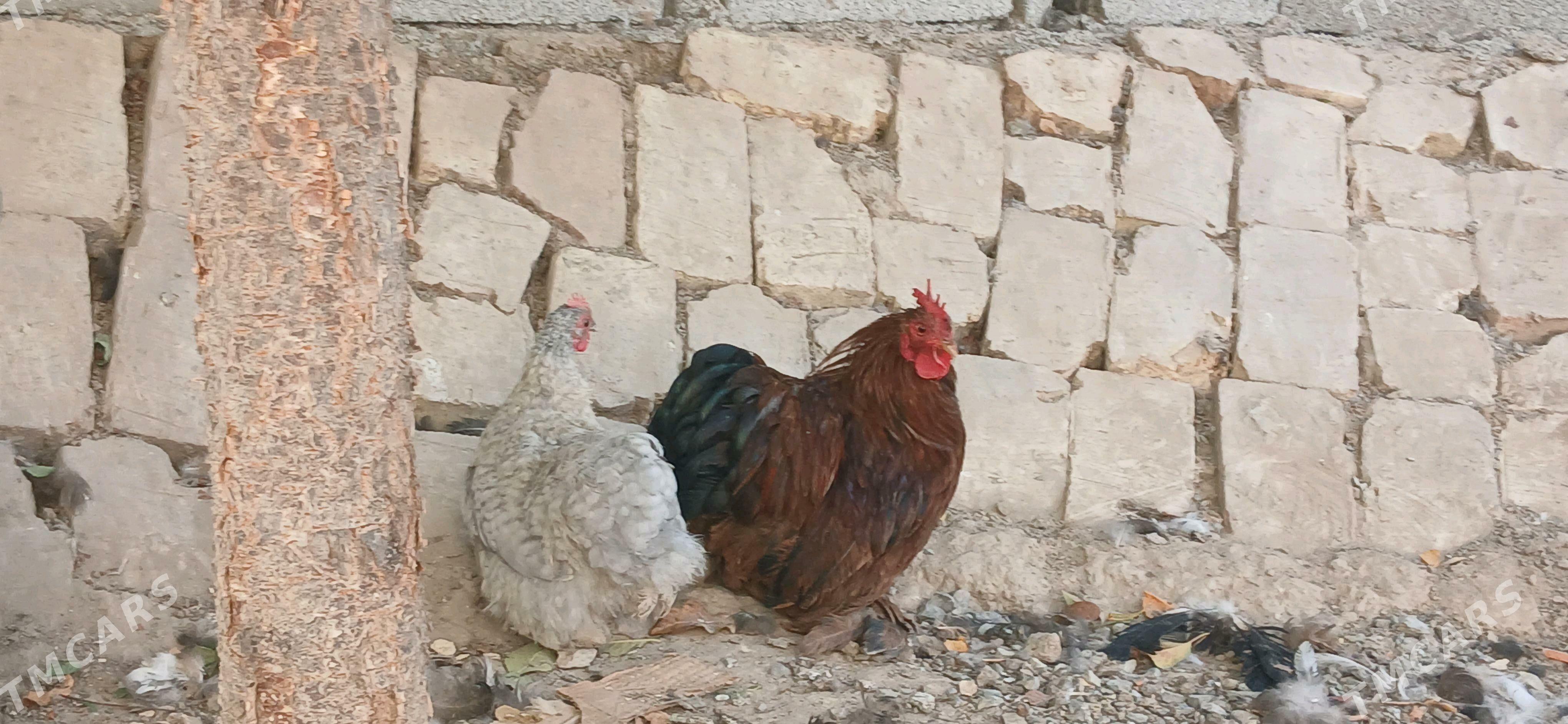 kohinhin karlik - Анев - img 2