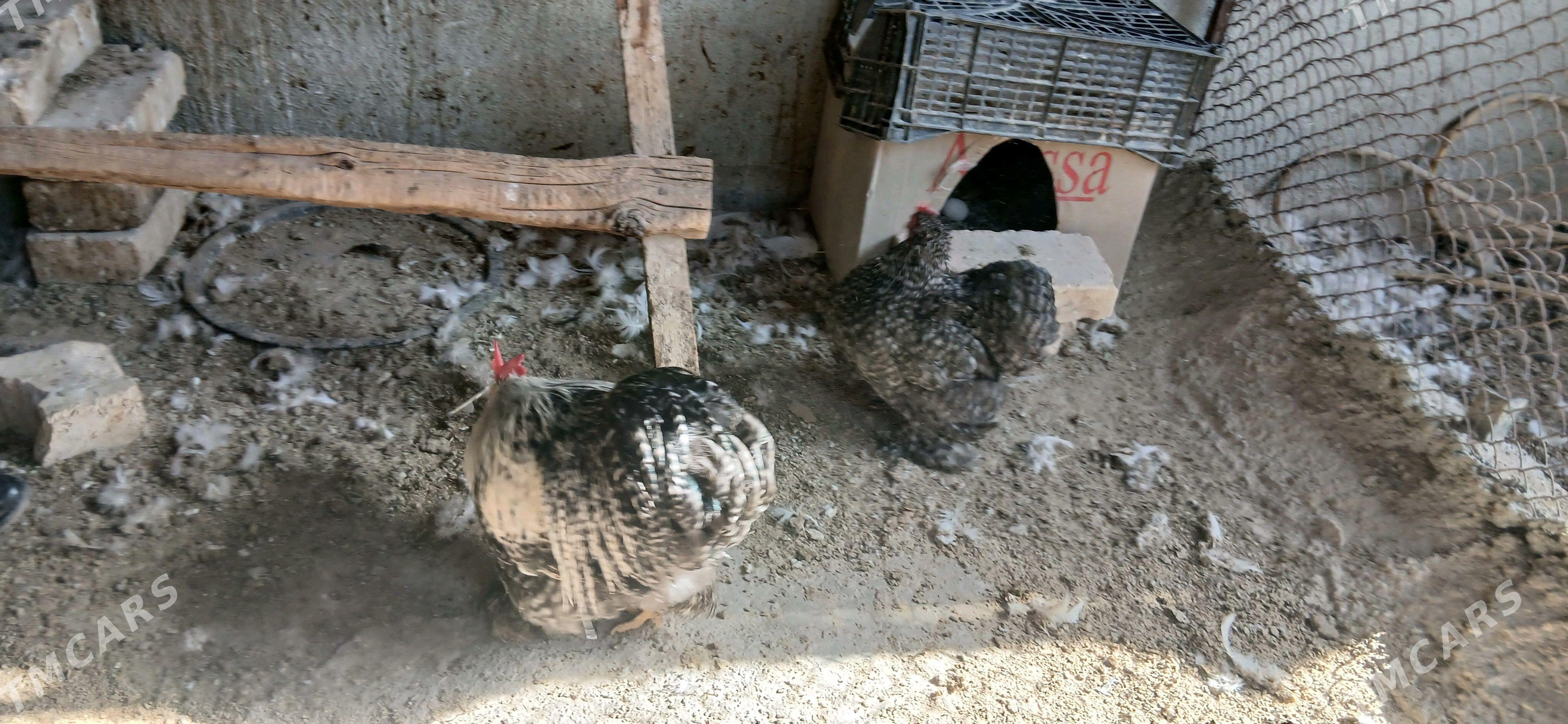 kohinhin karlik - Анев - img 6