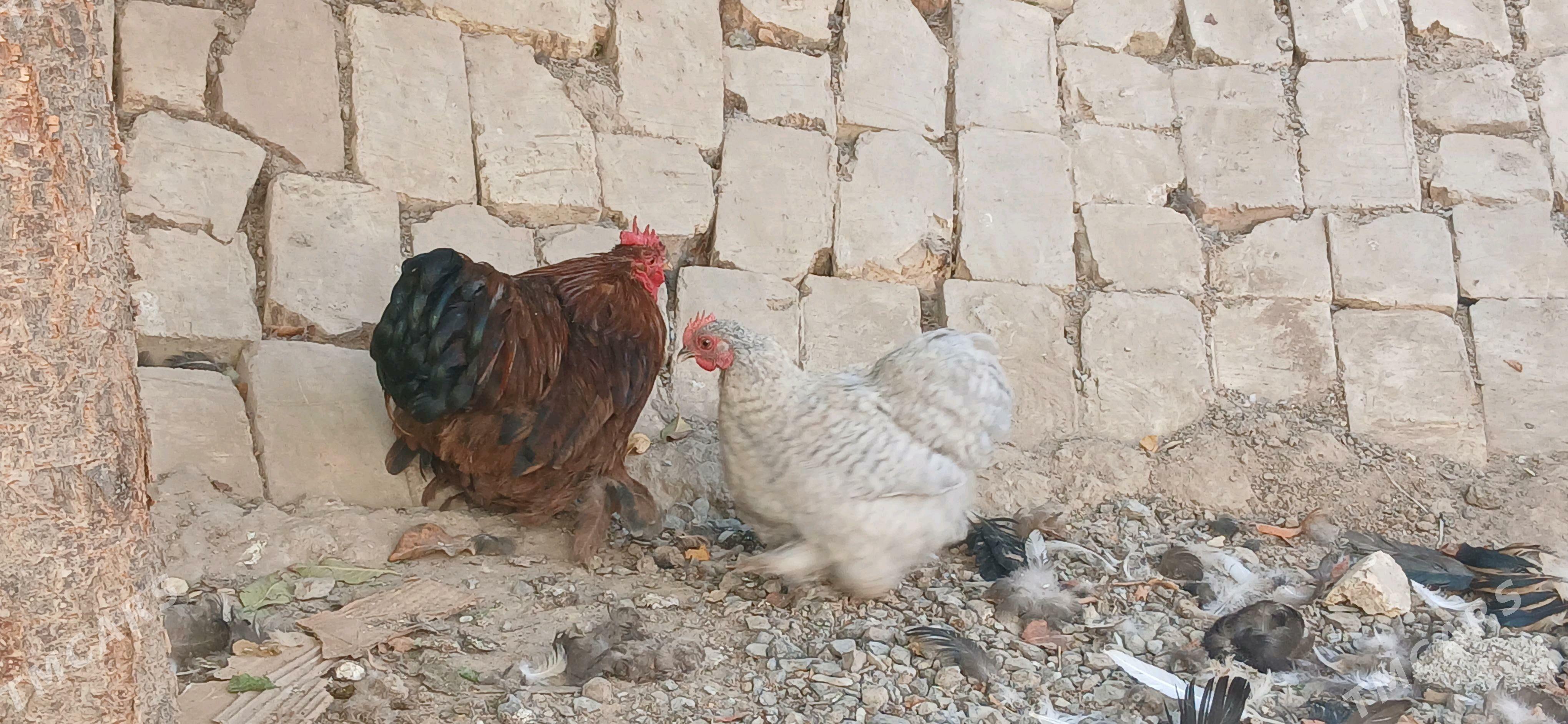 kohinhin karlik - Анев - img 3