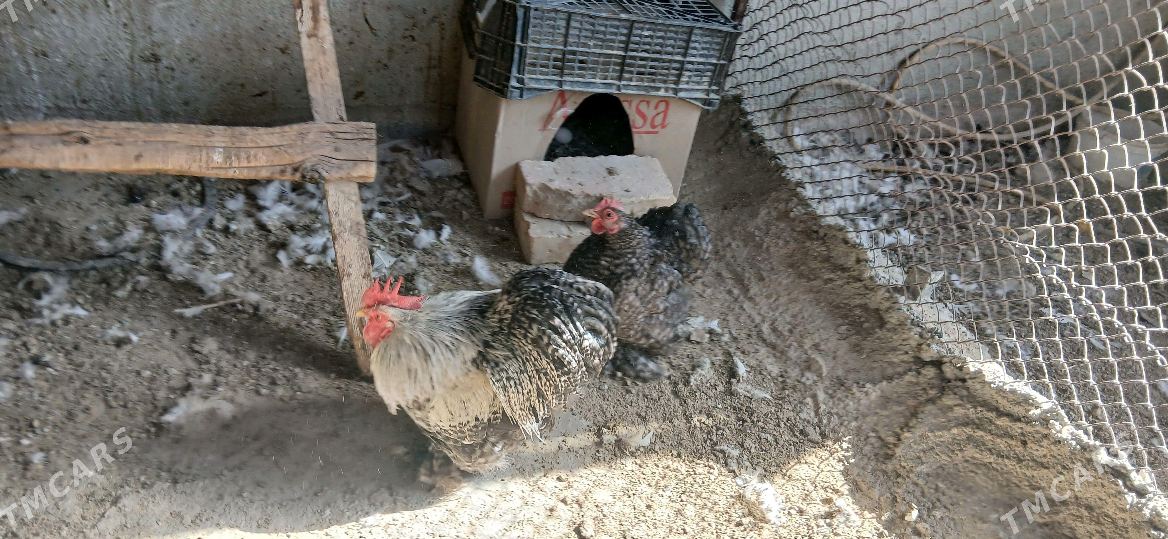 kohinhin karlik - Анев - img 4