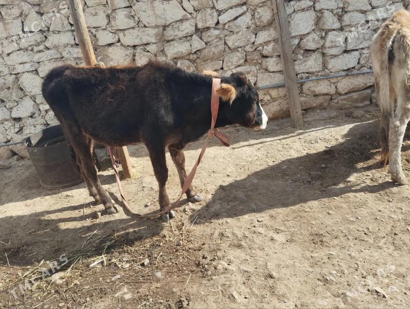 gacar tuwe - Gyzylarbat - img 2