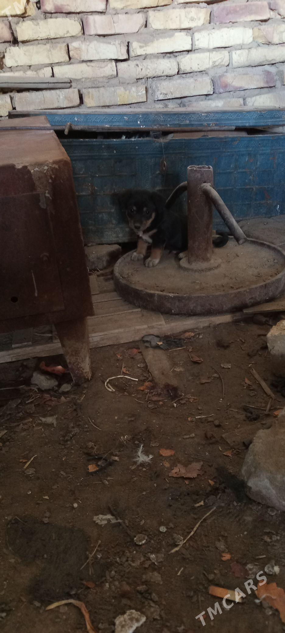 zwanok - Мары - img 1