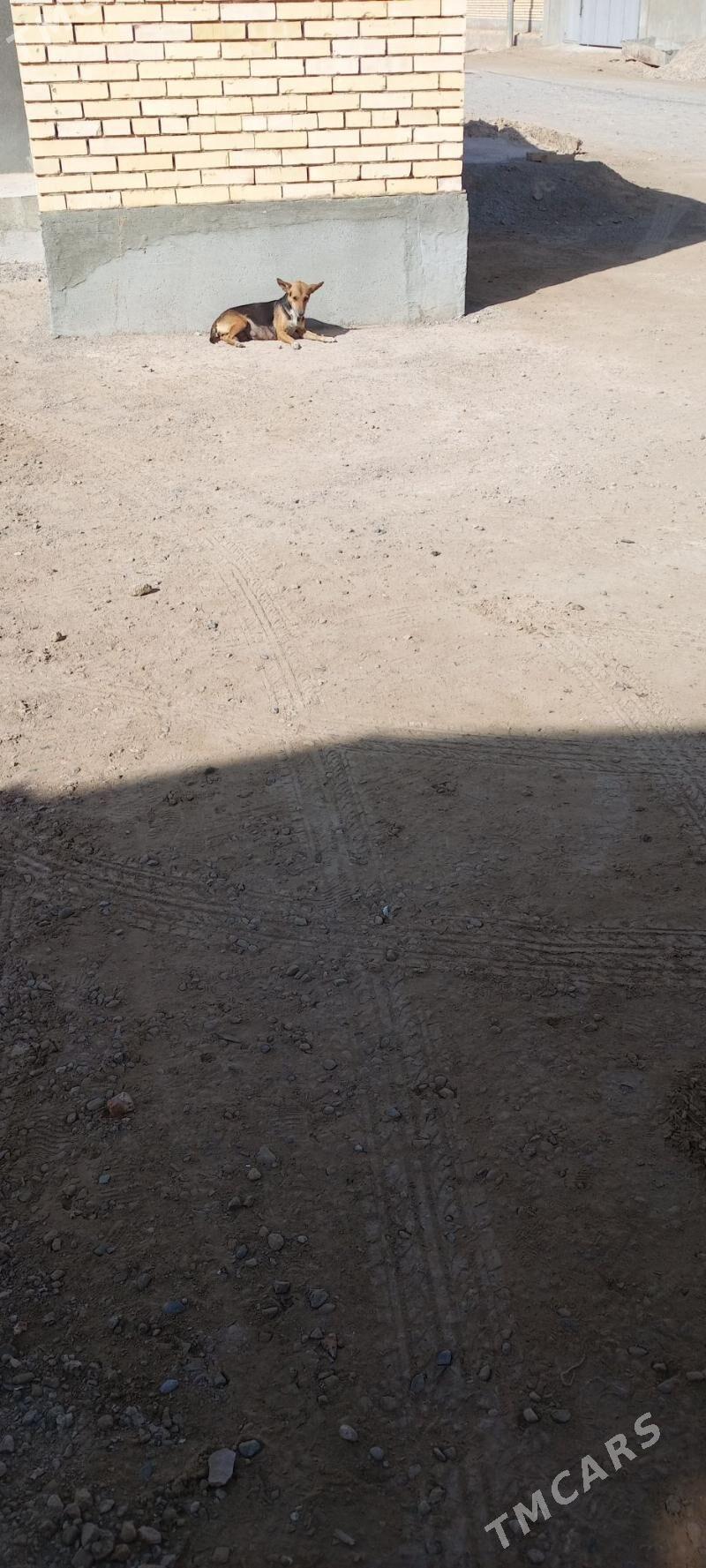 zwanok - Мары - img 3