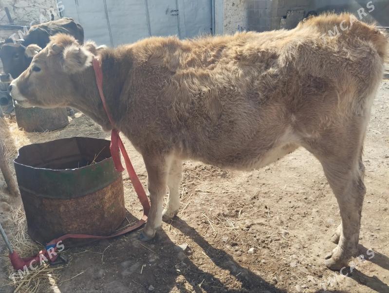 gachar tuwe - Гызыларбат - img 2