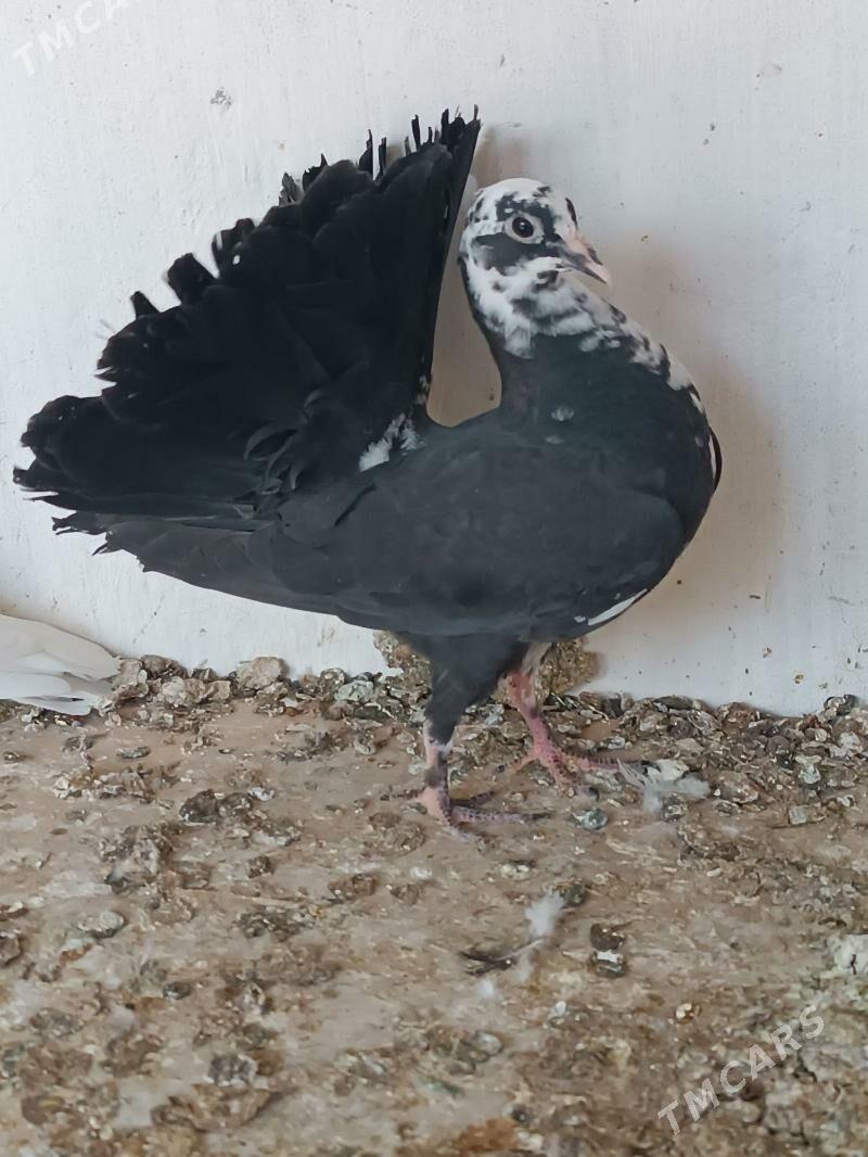 Kepderi - Mary - img 1