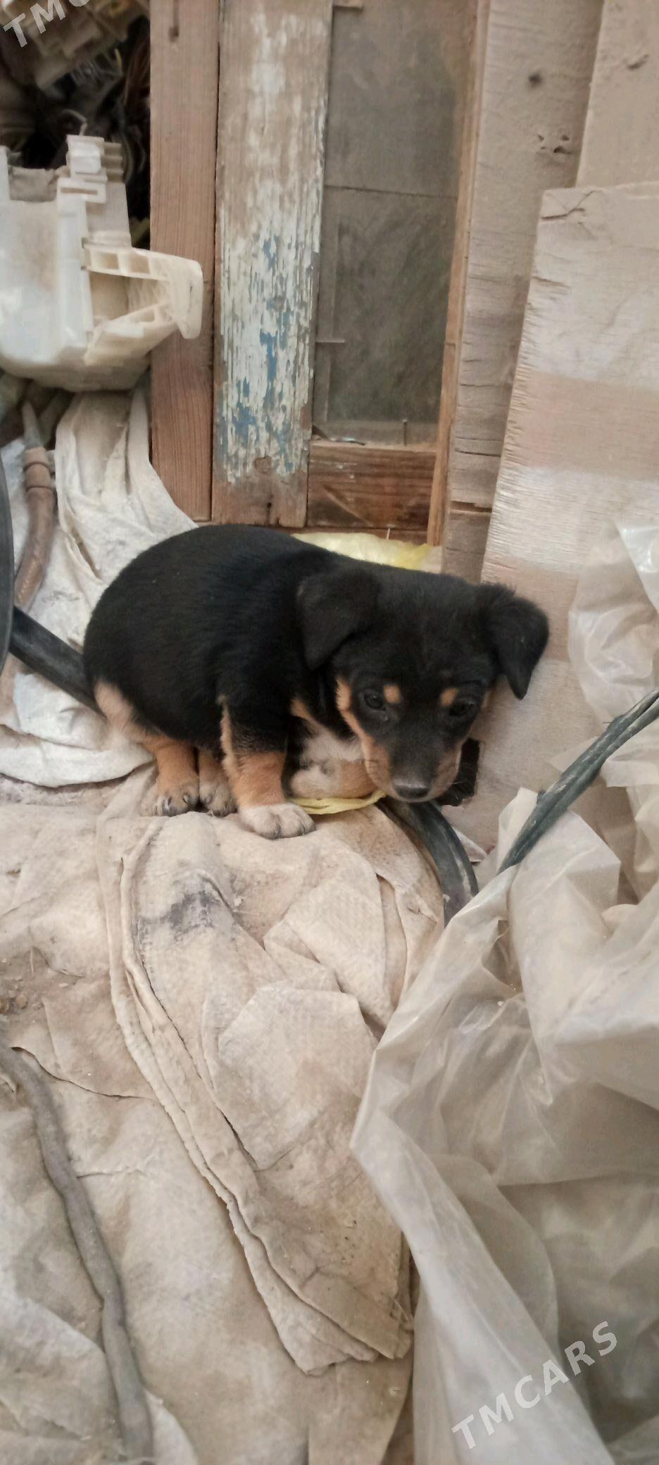 zwanok - Мары - img 2