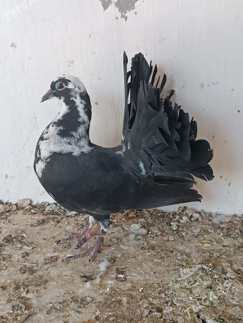 Kepderi - Mary - img 6