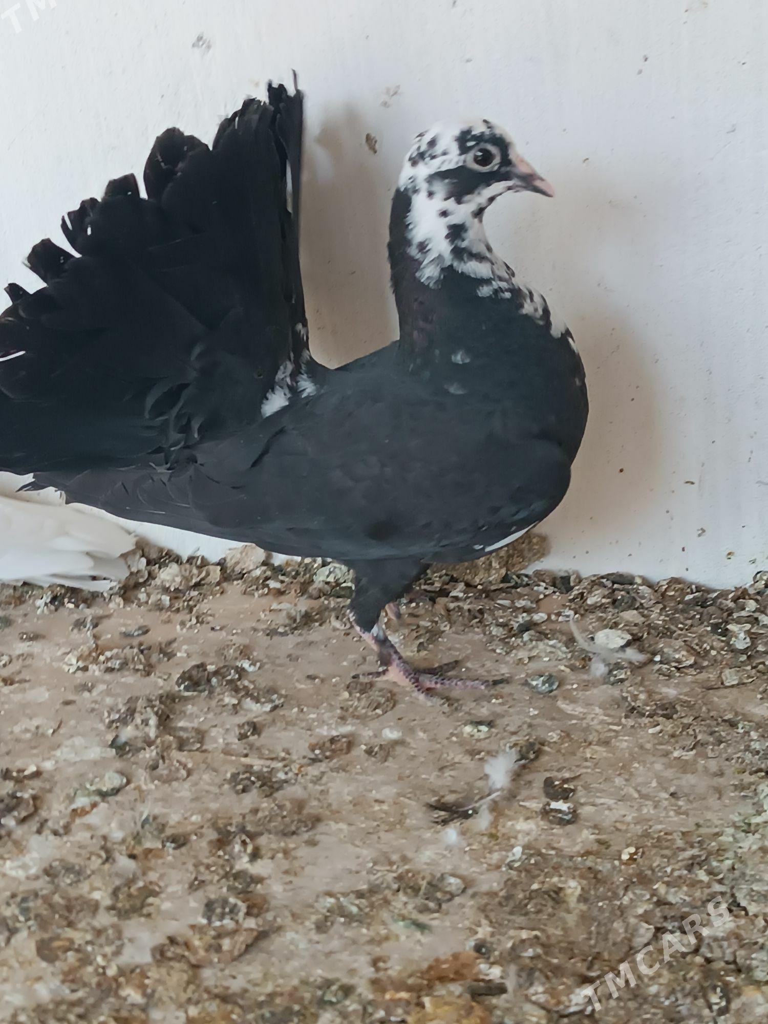 Kepderi - Mary - img 4