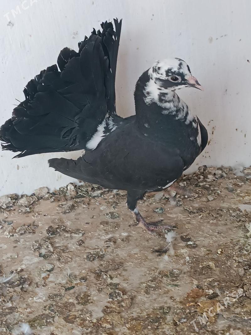 Kepderi - Mary - img 5