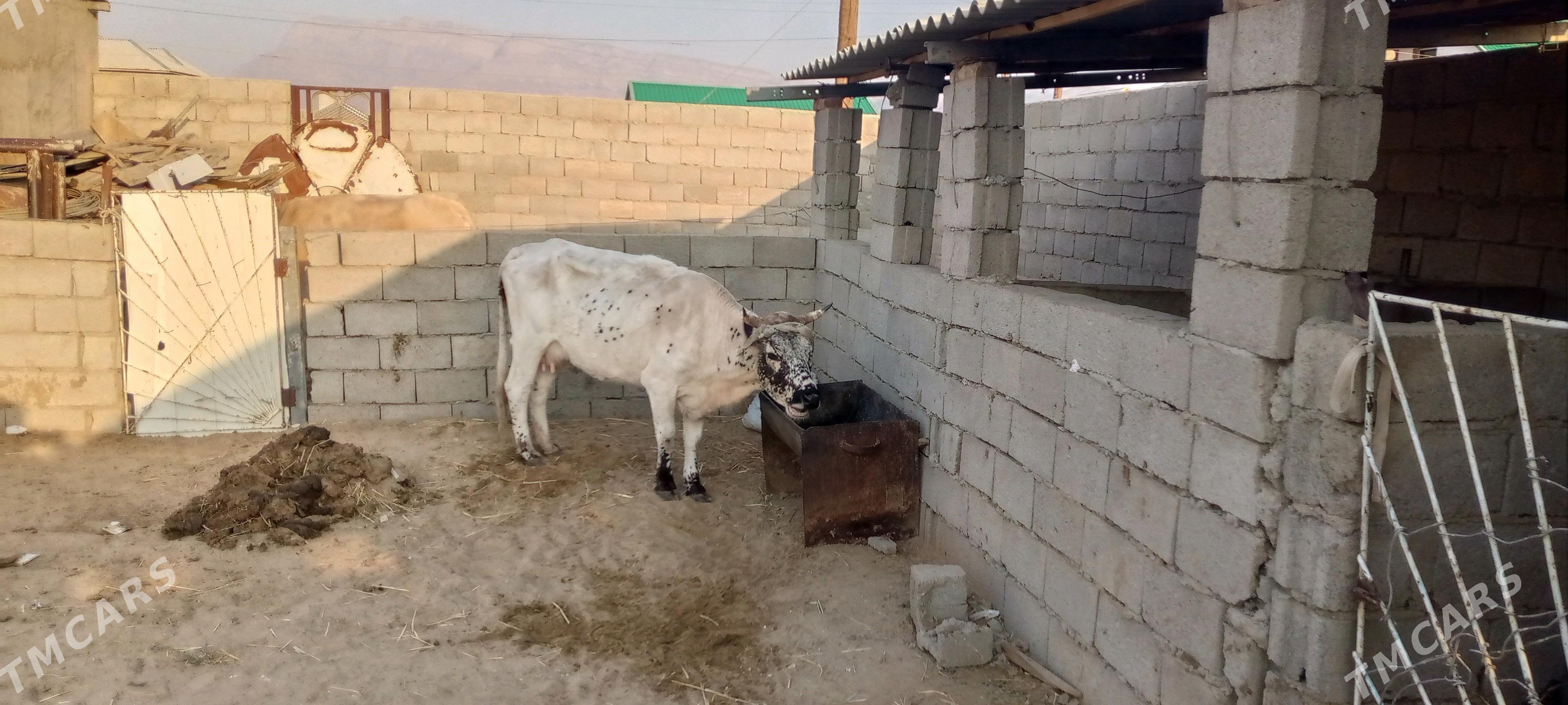 goleli sygyr - Джебел - img 2