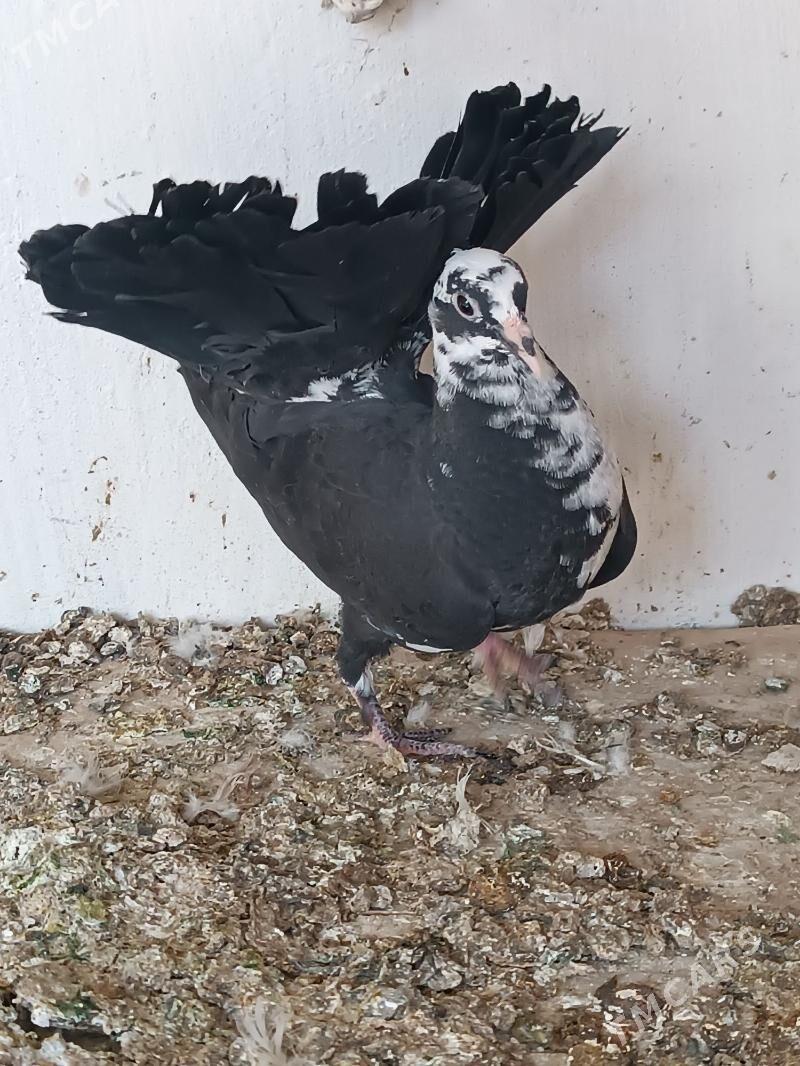 Kepderi - Mary - img 2