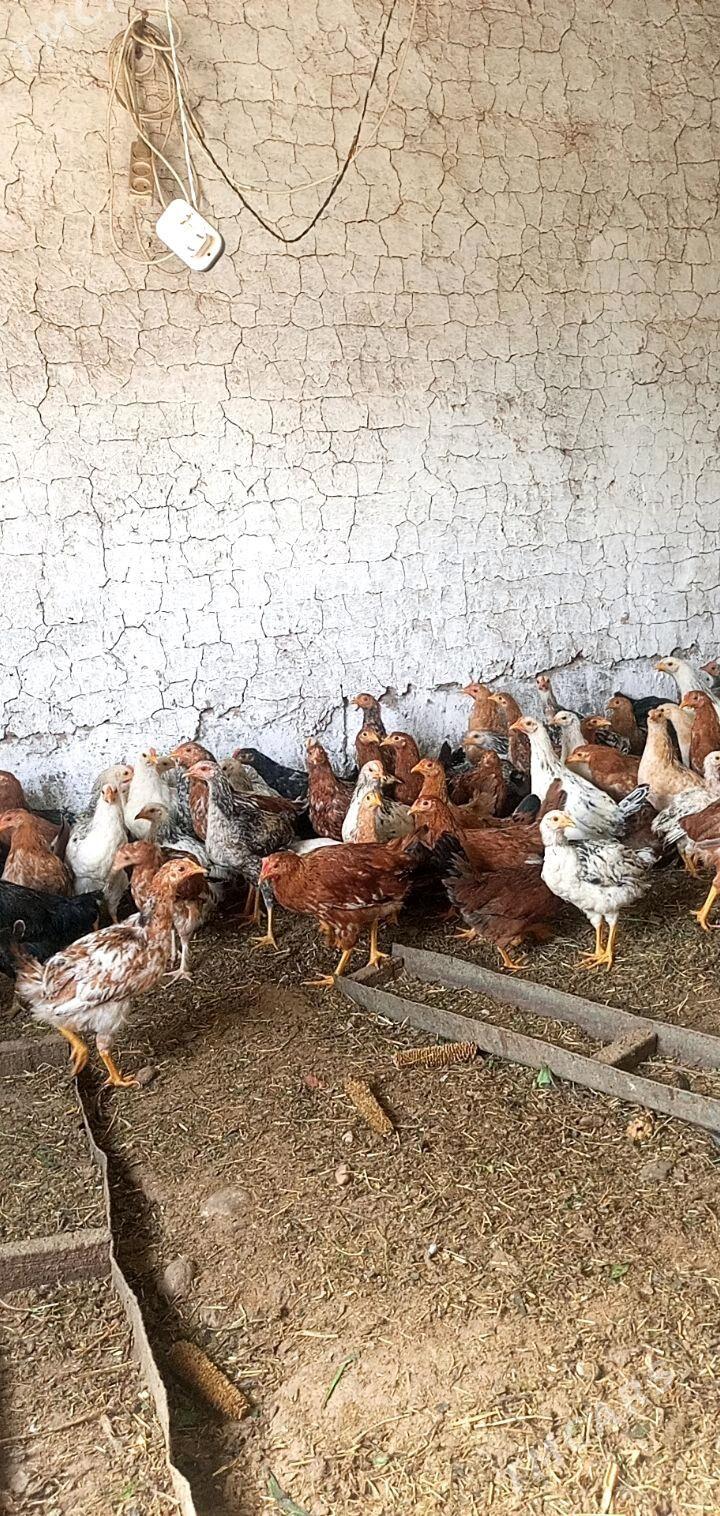 juje - Бабадайхан - img 2