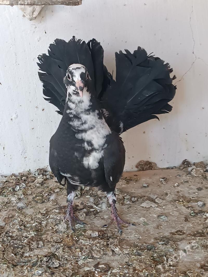 Kepderi - Mary - img 3