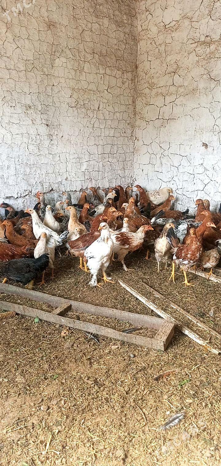 juje - Бабадайхан - img 3