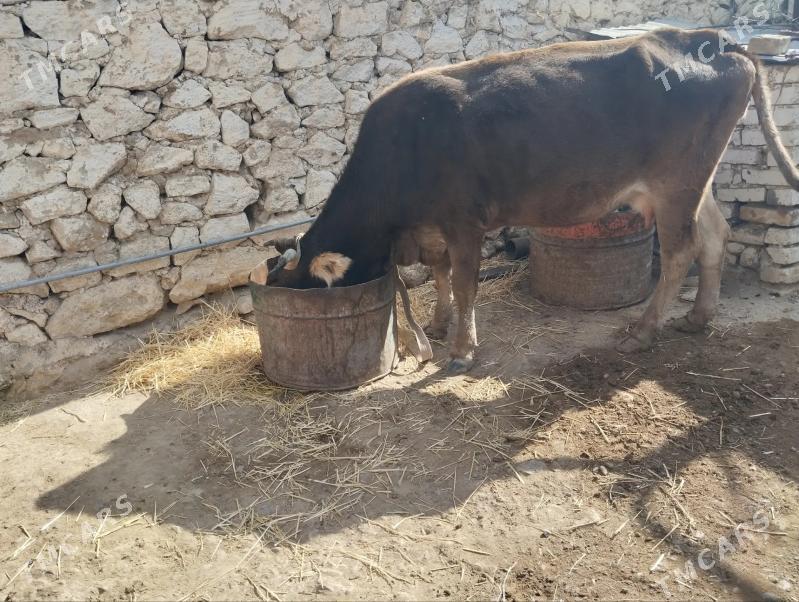 sygyr - Gyzylarbat - img 2