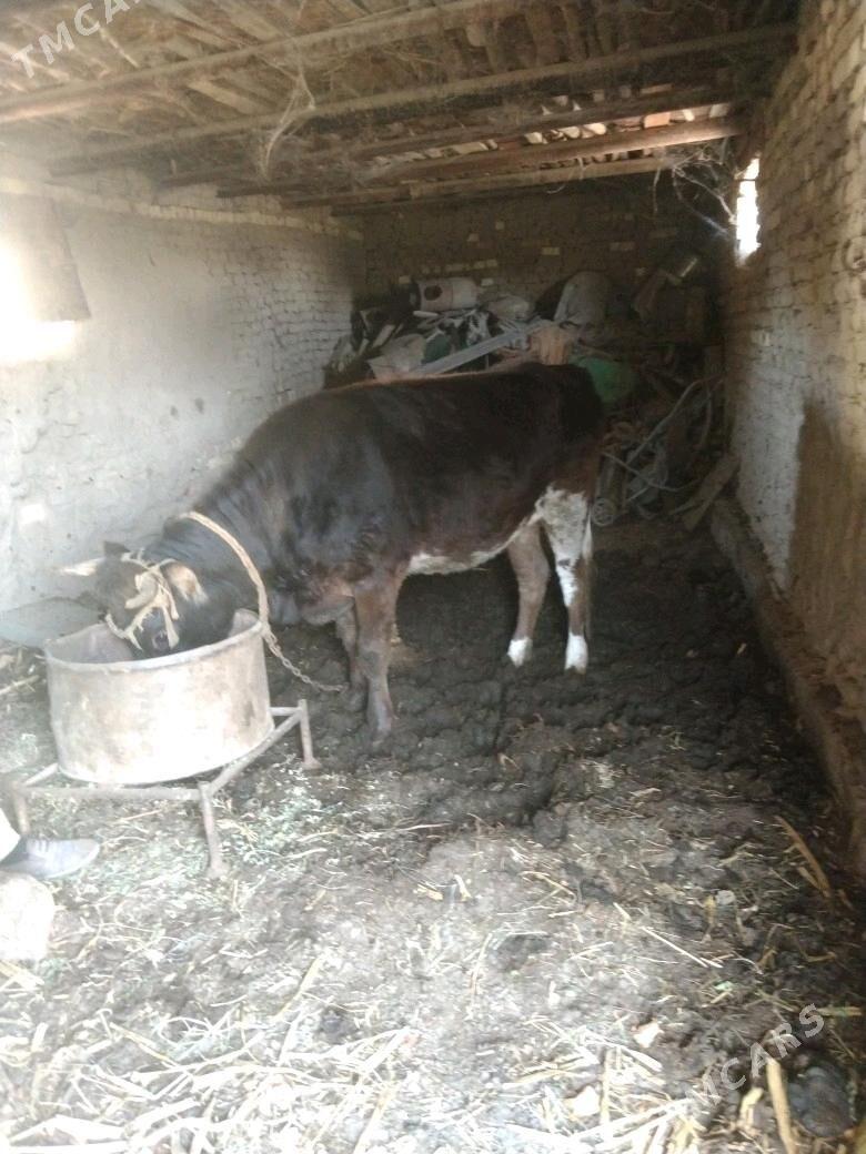 Gulajyn - Mary - img 2