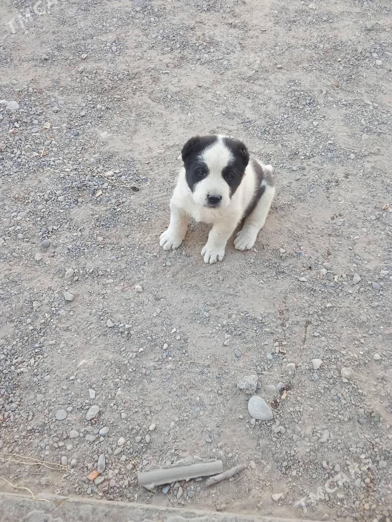 alaja kiçi gujuk - Murgap - img 3