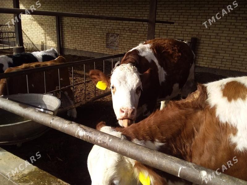 smental unajyn - Çärjew - img 2