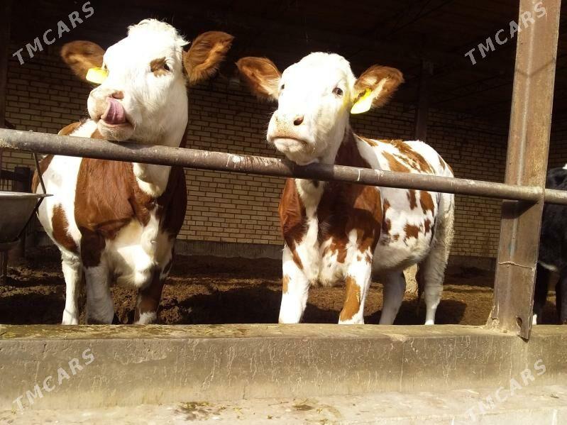 smental unajyn - Çärjew - img 3