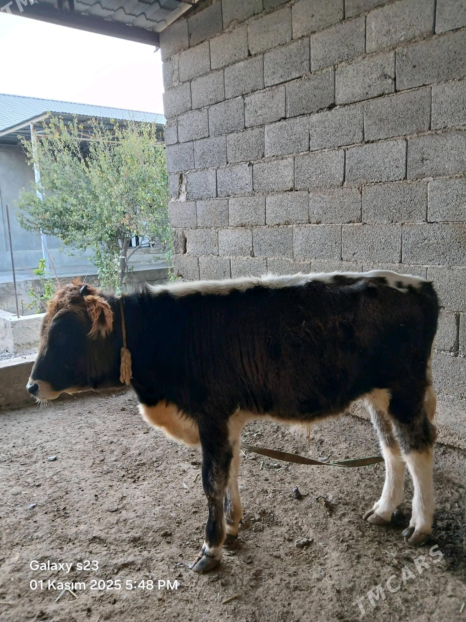 Tohum Okuz - Gyzylarbat - img 2