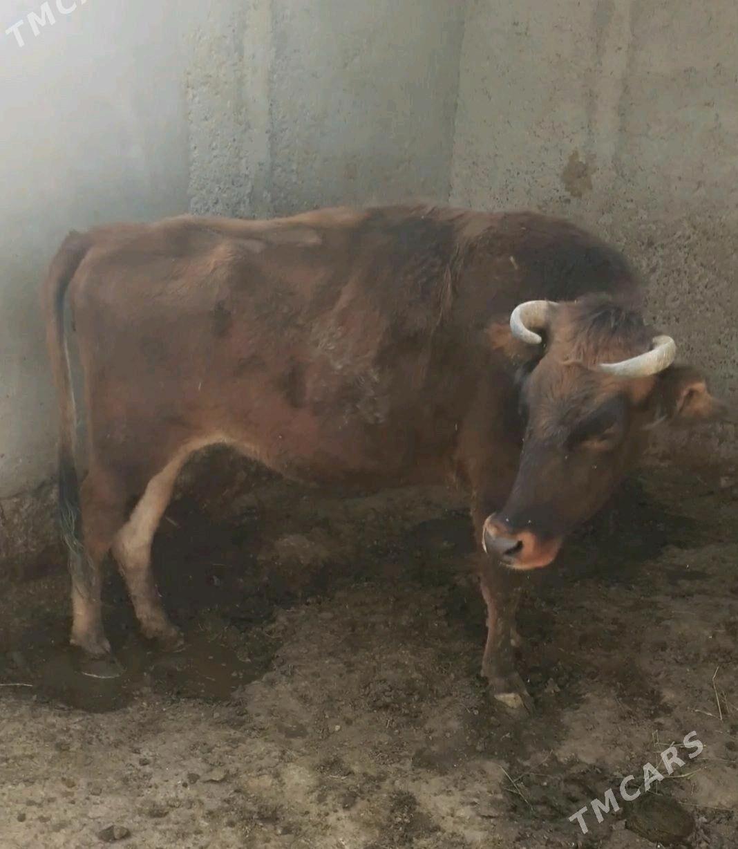 sygyr - Кака - img 2