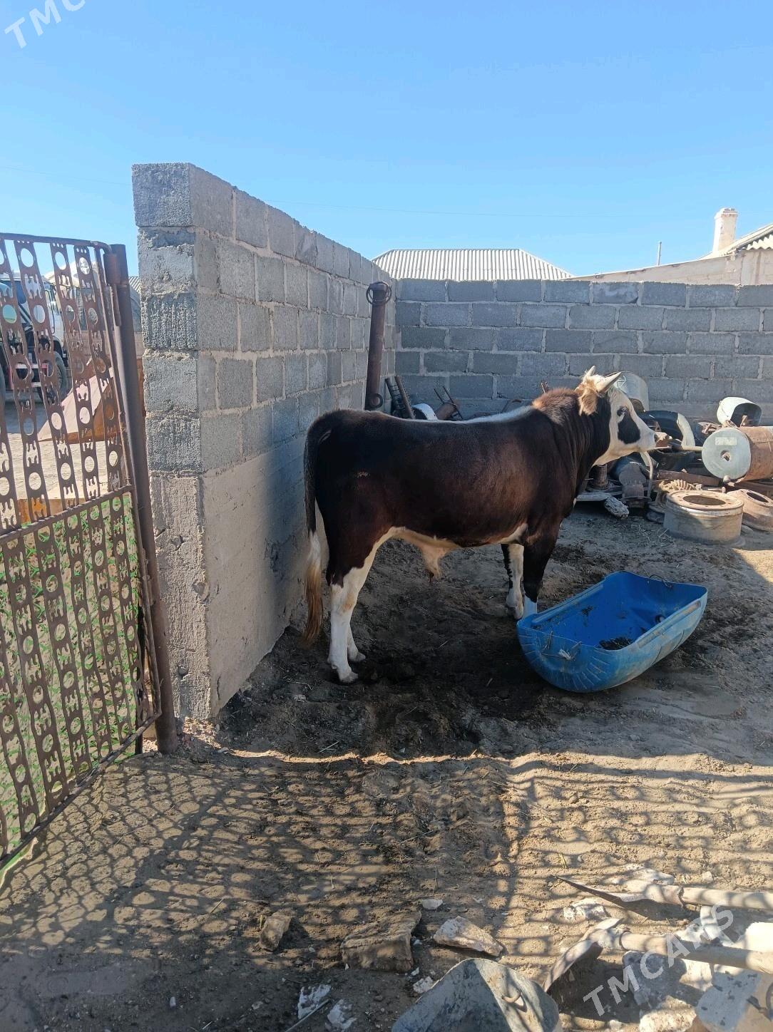 Okiz - Гумдаг - img 1