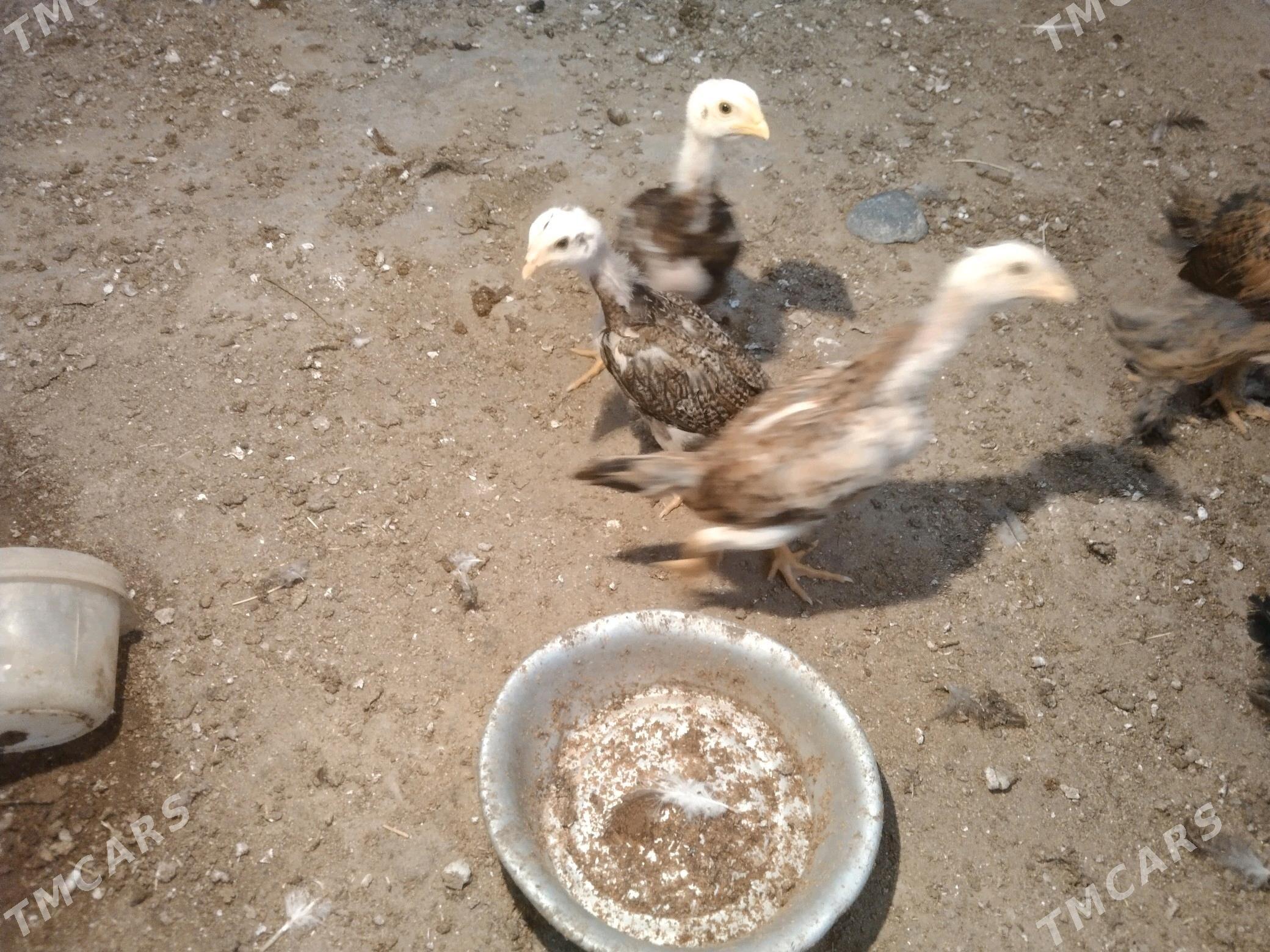 Bayes - Mary - img 2