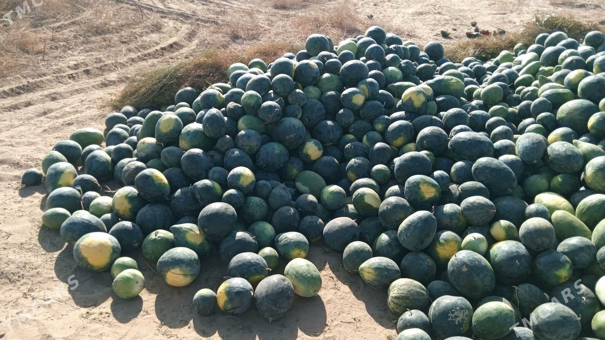 garpyz - Oguz han - img 1