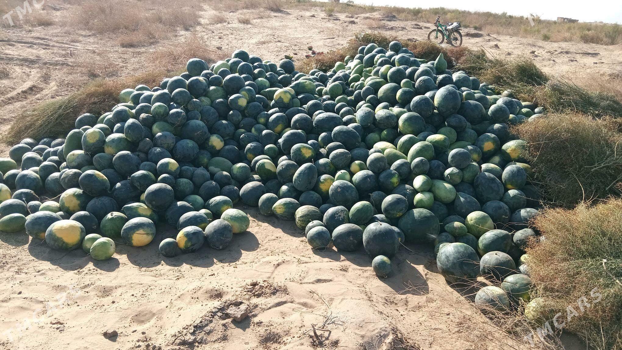 garpyz - Oguz han - img 3