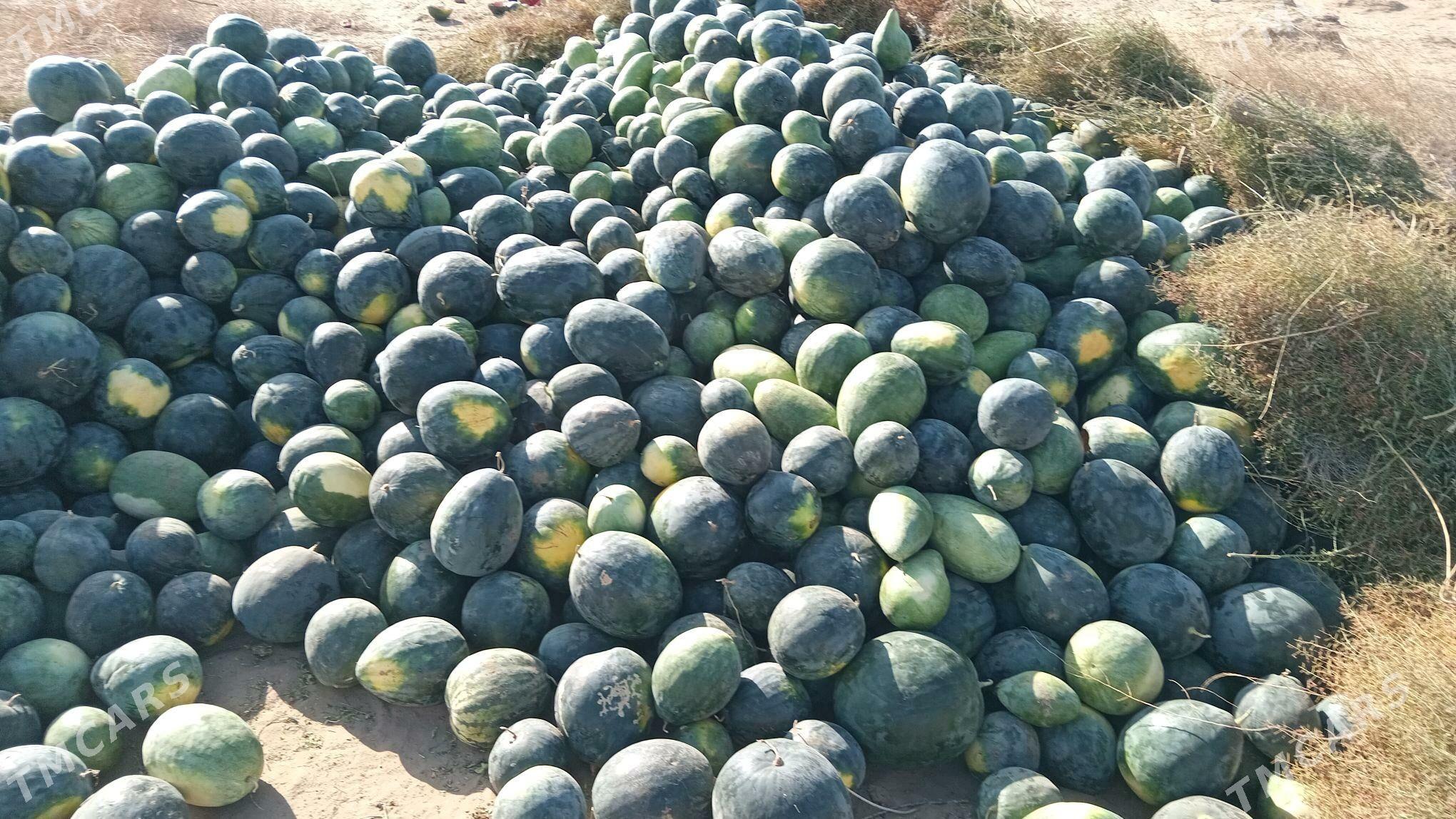 garpyz - Oguz han - img 2