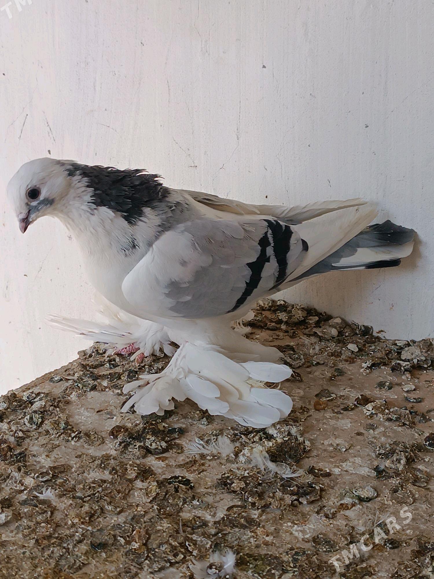 Kepderi - Mary - img 2