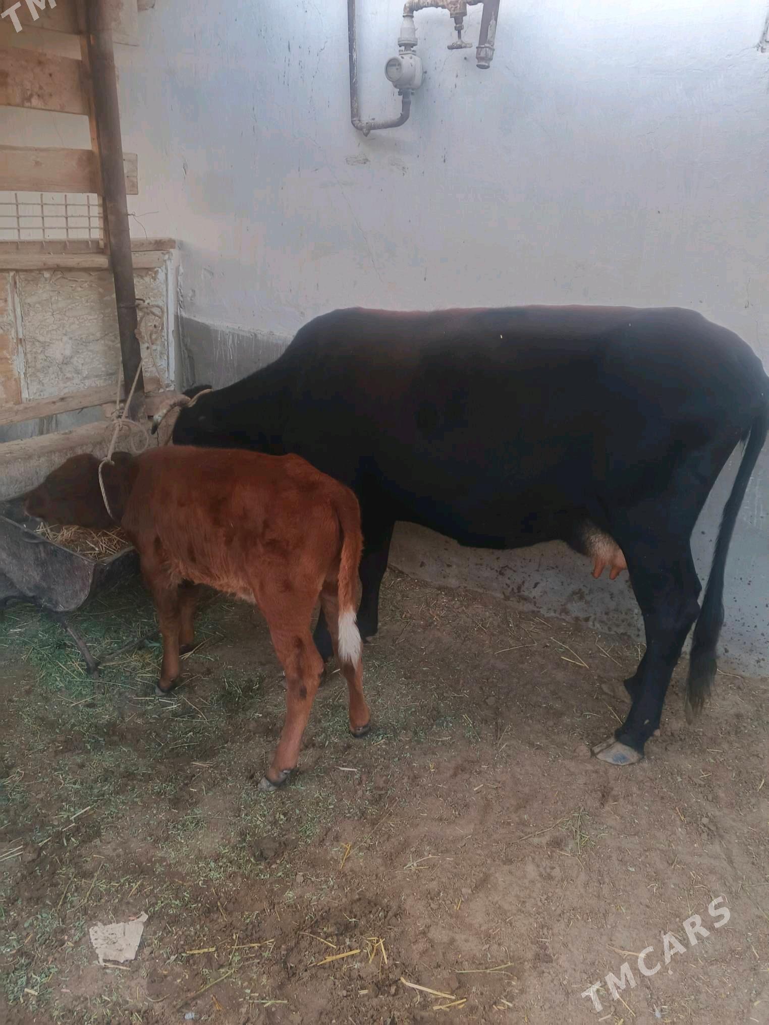 goleli sygyr - Гумдаг - img 1