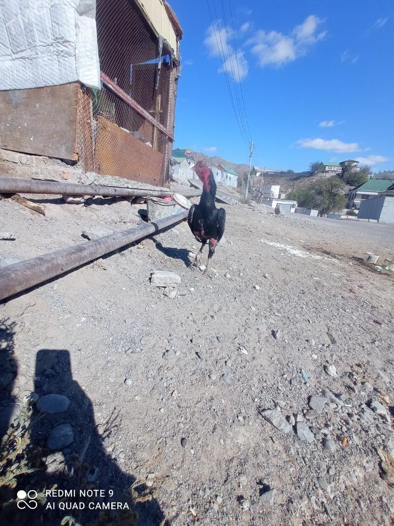 taskent Horaz - Туркменбаши - img 7