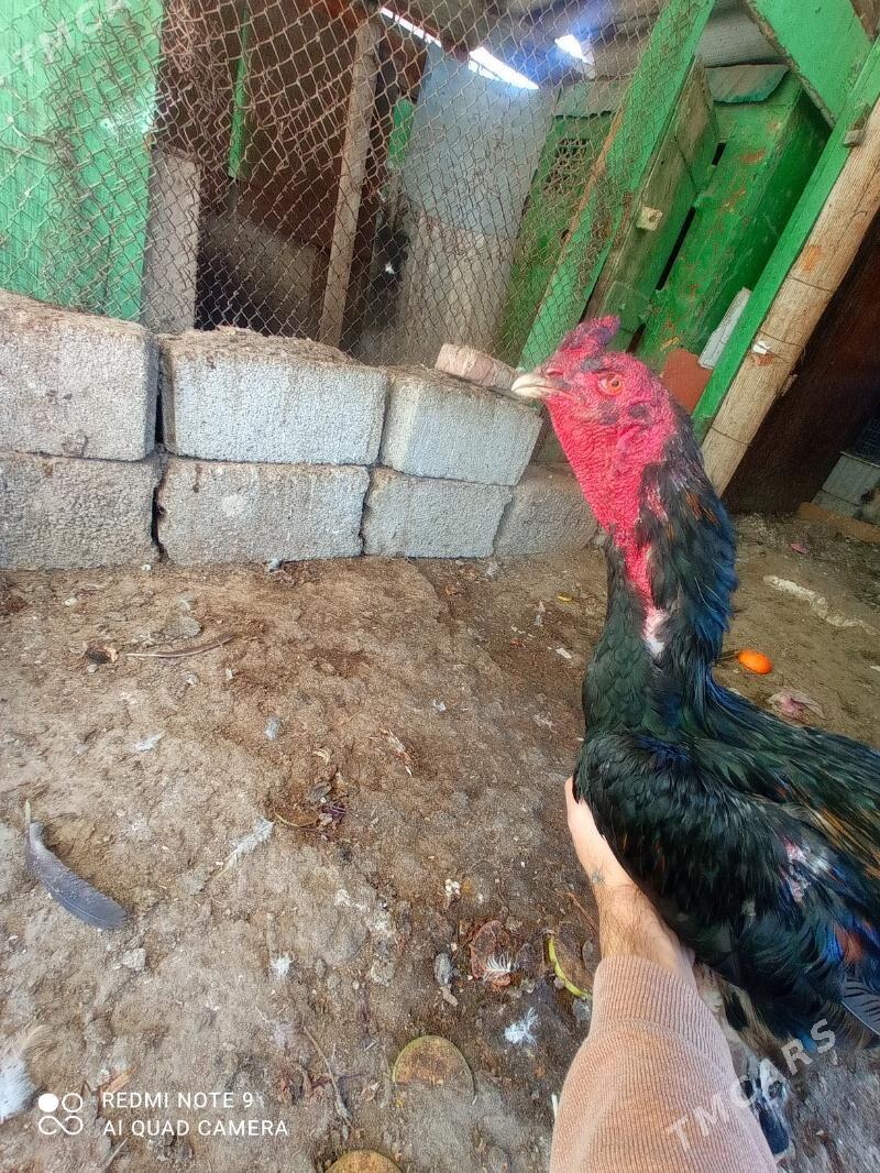 taskent Horaz - Туркменбаши - img 8